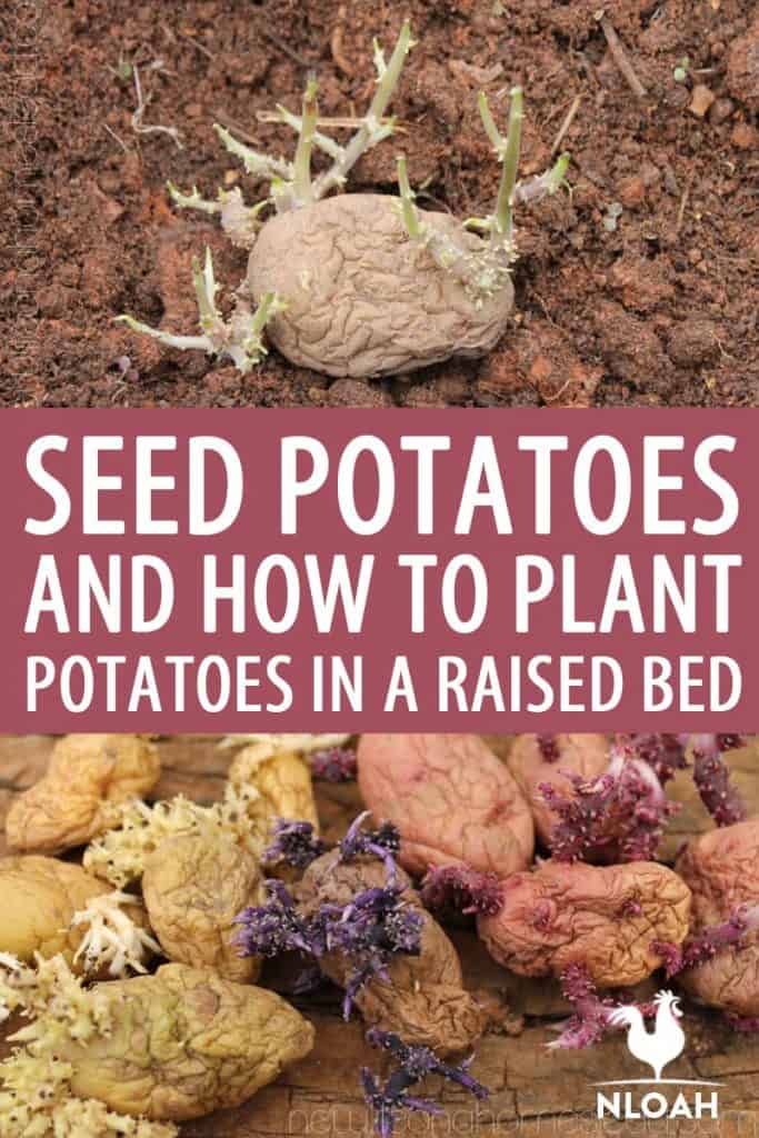 Potatoes in raised beds: A growing guide for success 3