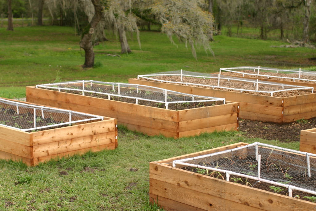 Potatoes in raised beds: A growing guide for success 4