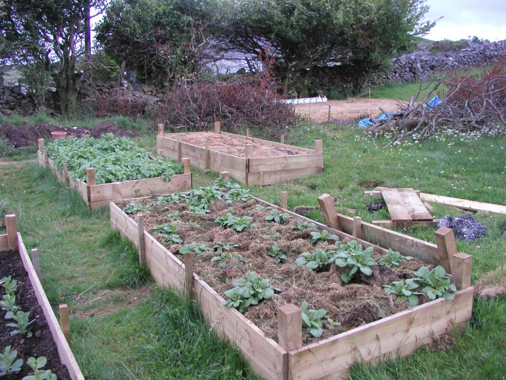 Potatoes in raised beds: A growing guide for success 5