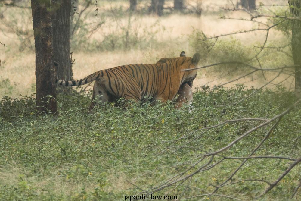 Ranthambore tiger safari – is it worth going?