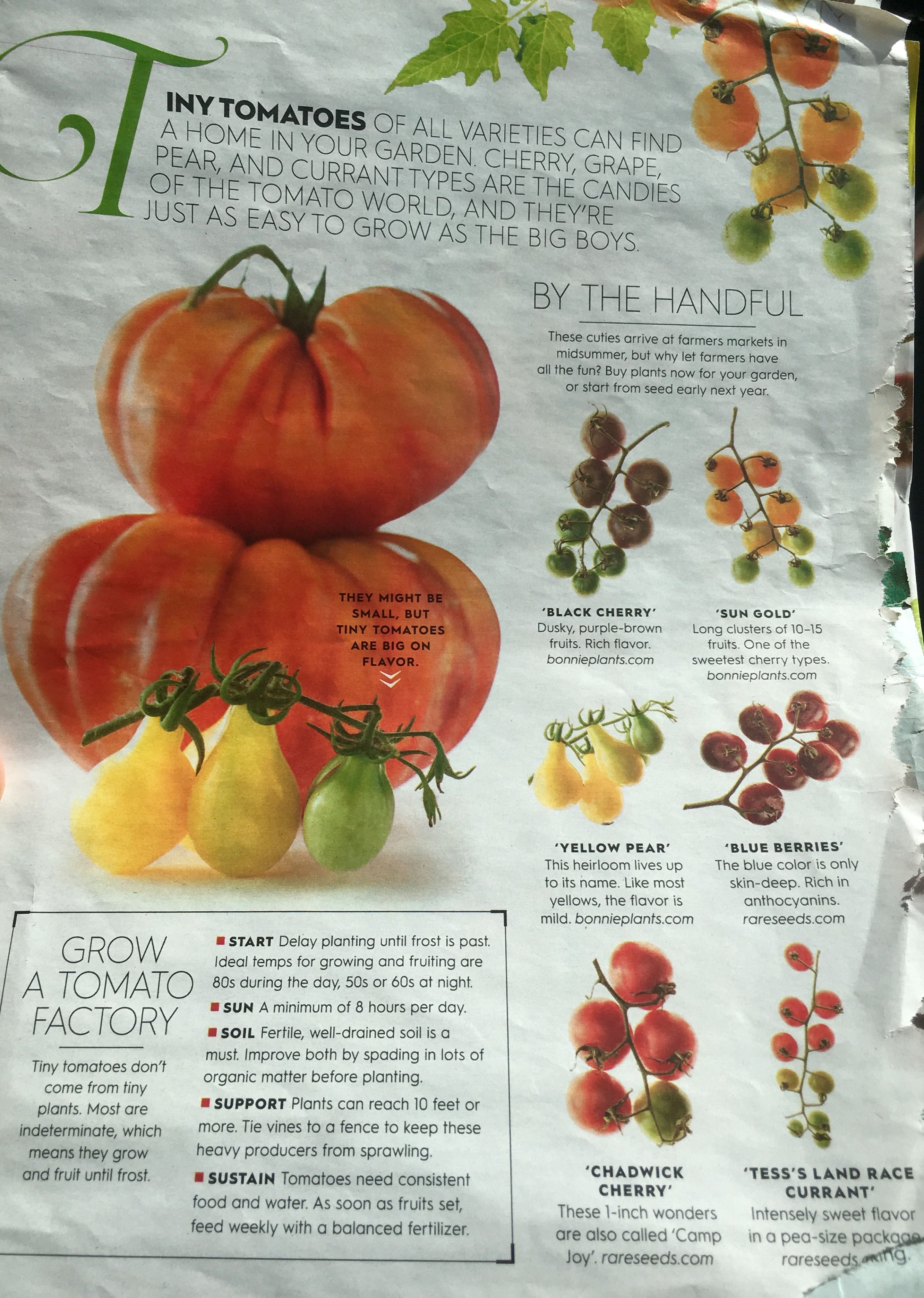 Types of Tomatoes and Their Classifications 2