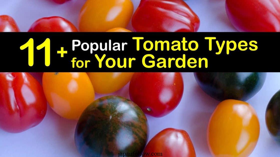 Types of Tomatoes and Their Classifications 5