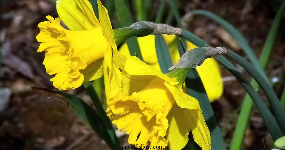 When to cut back daffodils: Why it’s important to time your trim 2