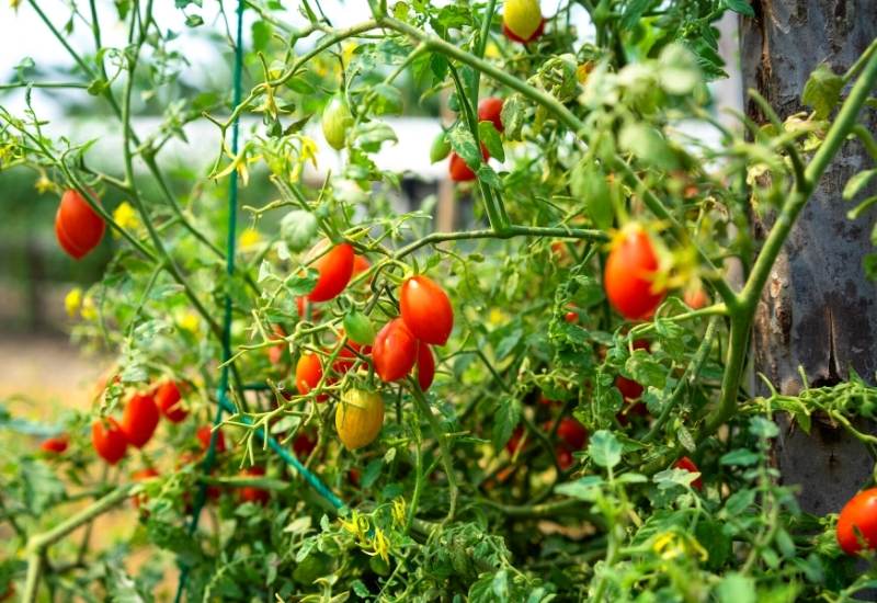 When to pick cherry tomatoes for the best flavor and quality 4