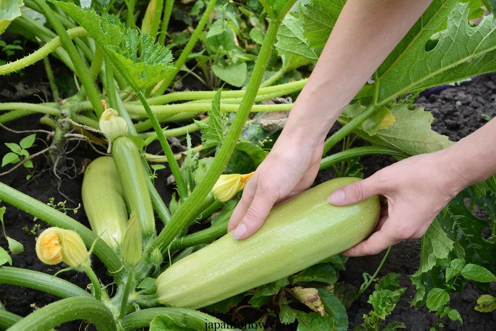 When to pick zucchini for the best flavor and quality 2