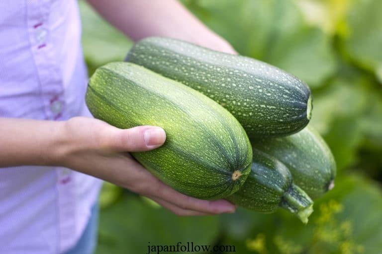 When to pick zucchini for the best flavor and quality 5