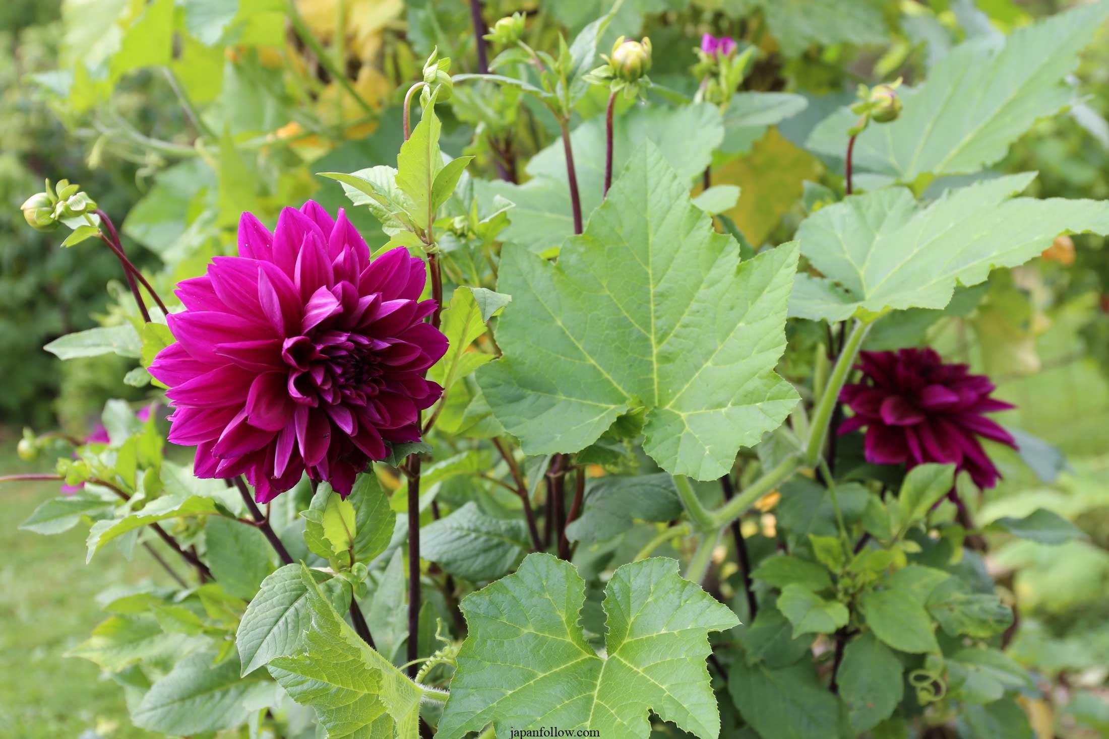 When to plant dahlia bulbs: 3 options for lots of beautiful blooms