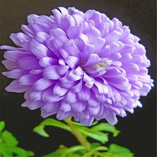 When to plant dahlia bulbs: 3 options for lots of beautiful blooms 2