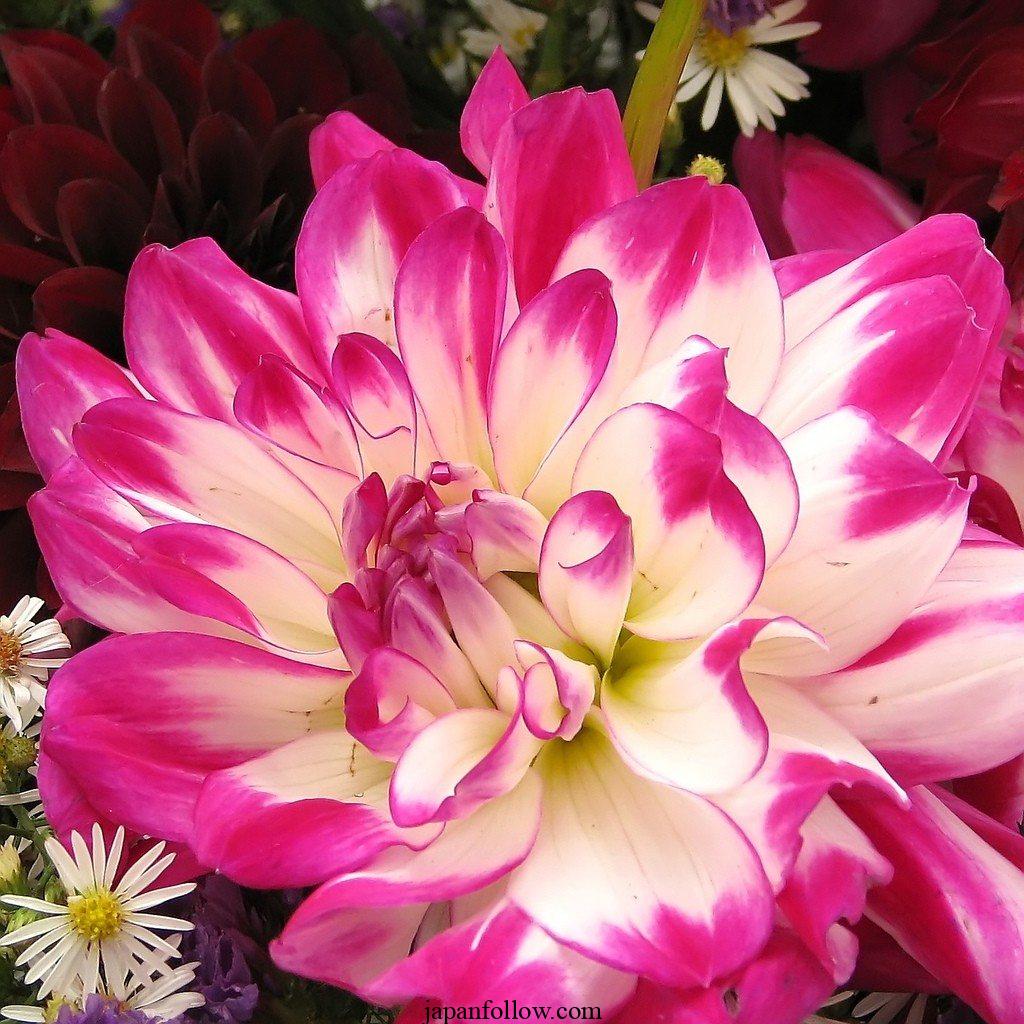 When to plant dahlia bulbs: 3 options for lots of beautiful blooms 3