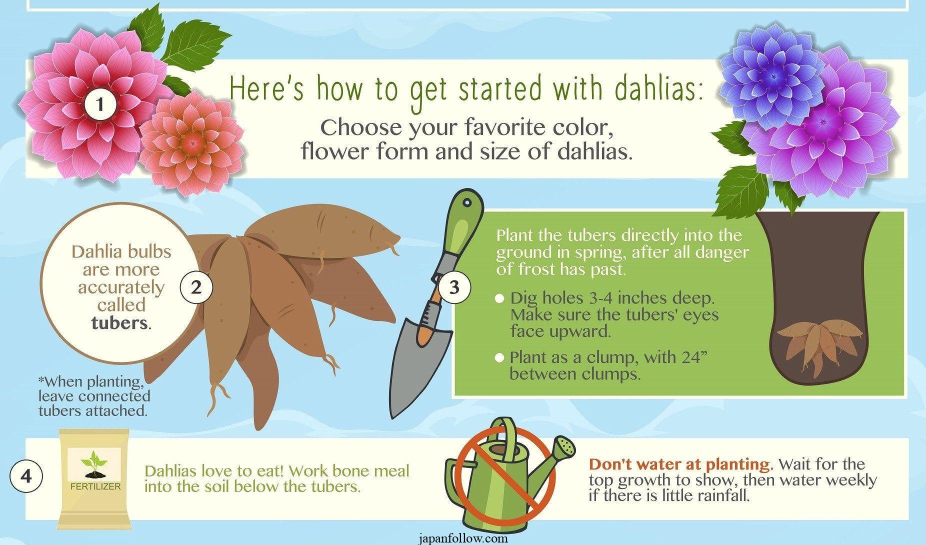 When to plant dahlia bulbs: 3 options for lots of beautiful blooms 4