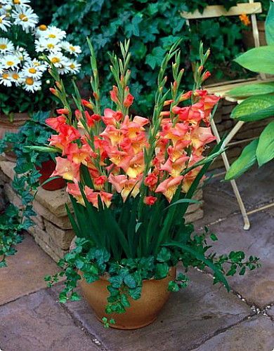 Wanneer u gladioli -lampen moet planten in tuinen en containers