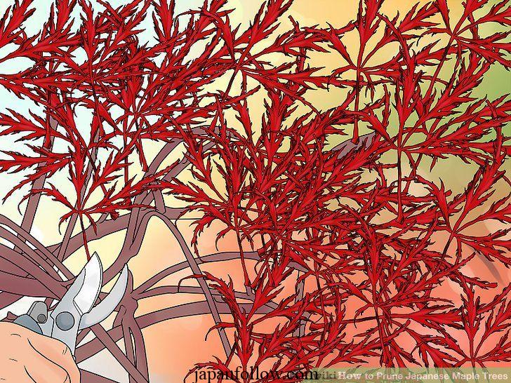 When to prune Japanese maple trees and how to do it right 2