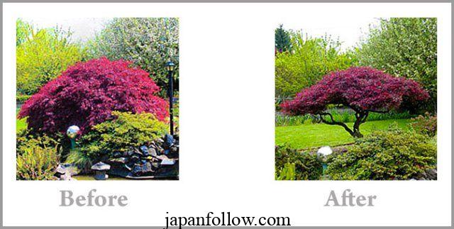 When to prune Japanese maple trees and how to do it right 3