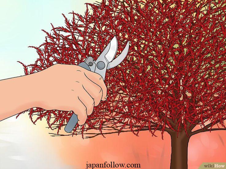 When to prune Japanese maple trees and how to do it right 4