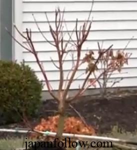 When to prune Japanese maple trees and how to do it right 5