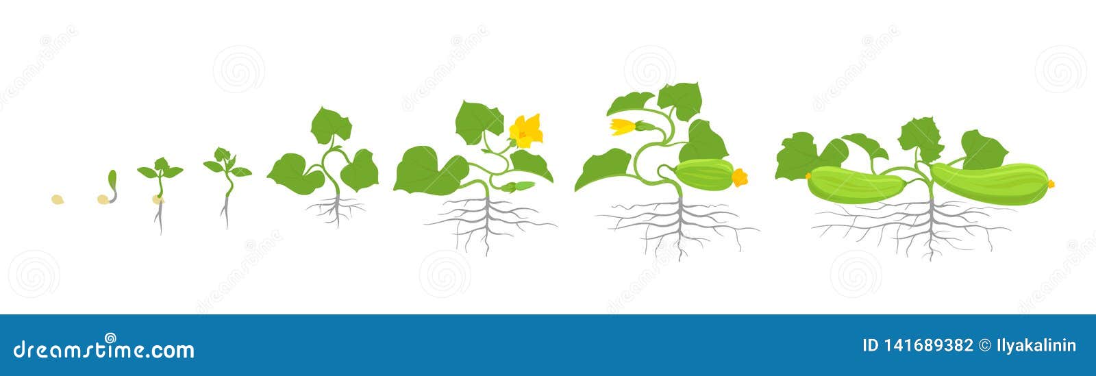Zucchini -Wachstumsstufen: Wie schnell wächst Zucchini?