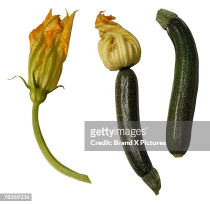 Zucchini Growth Stages: How Fast Does Zucchini Grow? 2