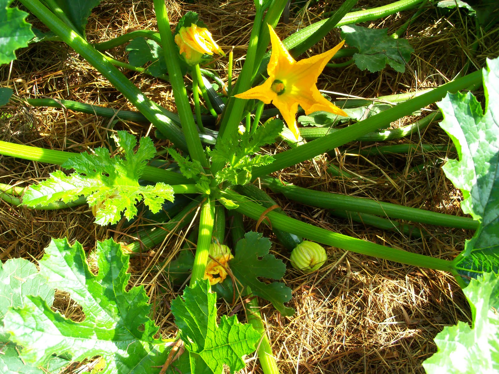 Zucchini Growth Stages: How Fast Does Zucchini Grow? 4