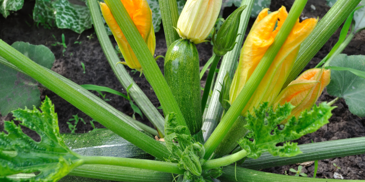Zucchini Growth Stages: How Fast Does Zucchini Grow? 5