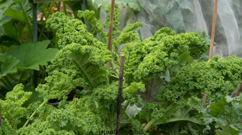 13 Tips For Bigger Brassica Harvests This Season 2