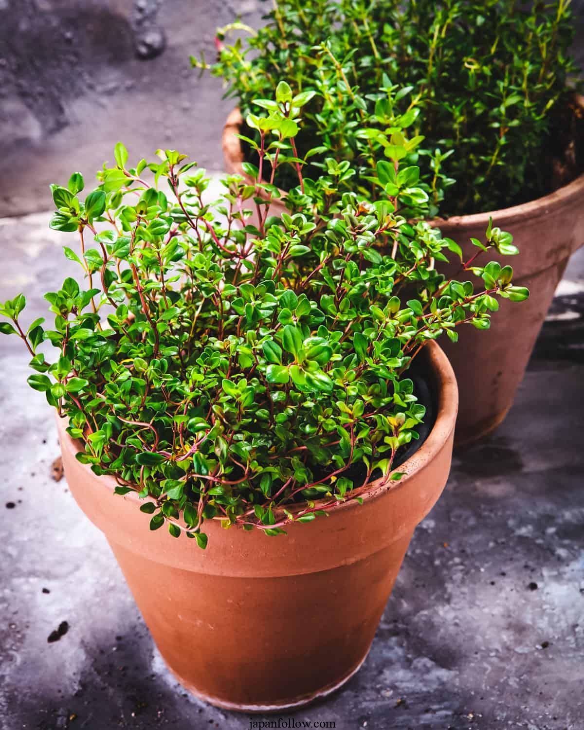 9 Tips for Growing Thyme in Pots or Containers 5