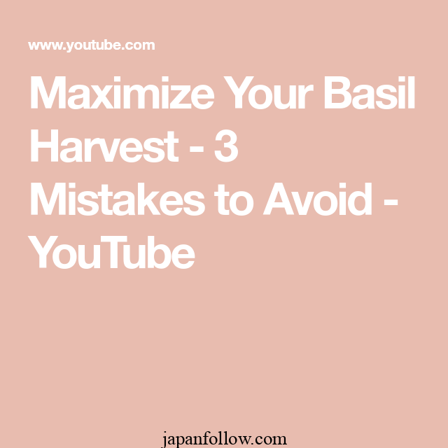 Harvesting basil: Tips to maximize flavor and yield 2