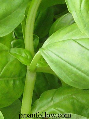 Harvesting basil: Tips to maximize flavor and yield 4