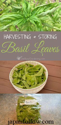 Harvesting basil: Tips to maximize flavor and yield 5