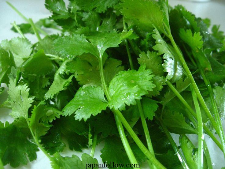 Harvesting cilantro: A step-by-step guide for better yields 2
