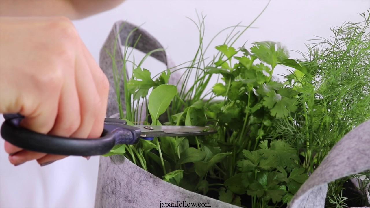 Harvesting cilantro: A step-by-step guide for better yields 3