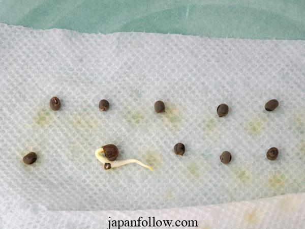 How to Soak Seeds and Speed Up Germination Time 4