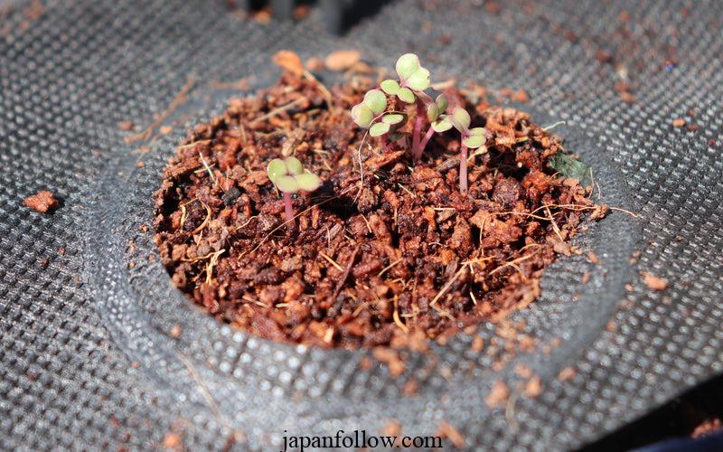 How to Soak Seeds and Speed Up Germination Time 5