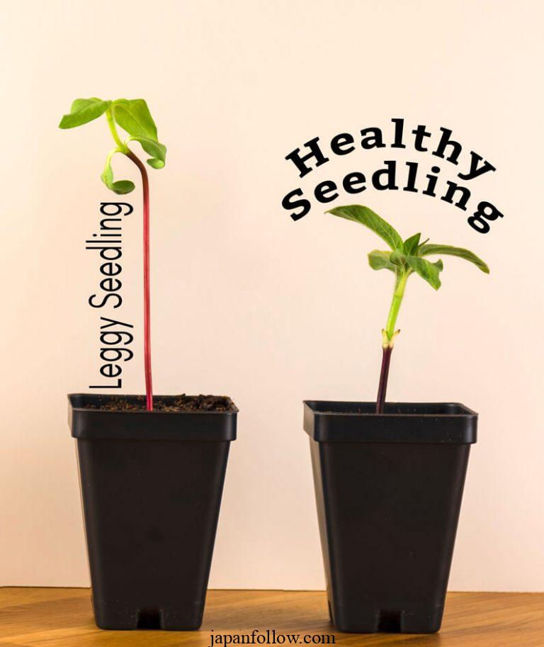 Leggy Seedlings: What Causes Them and How to Fix Them 2