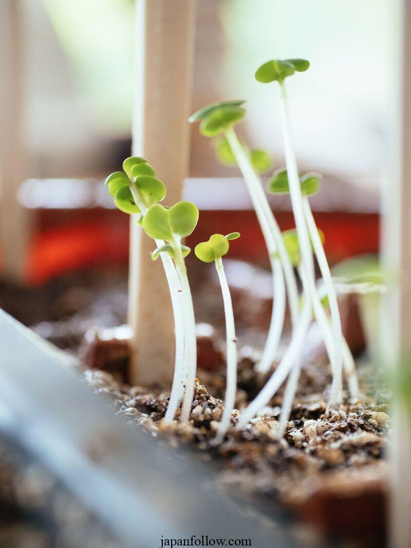 Leggy Seedlings: What Causes Them and How to Fix Them 3
