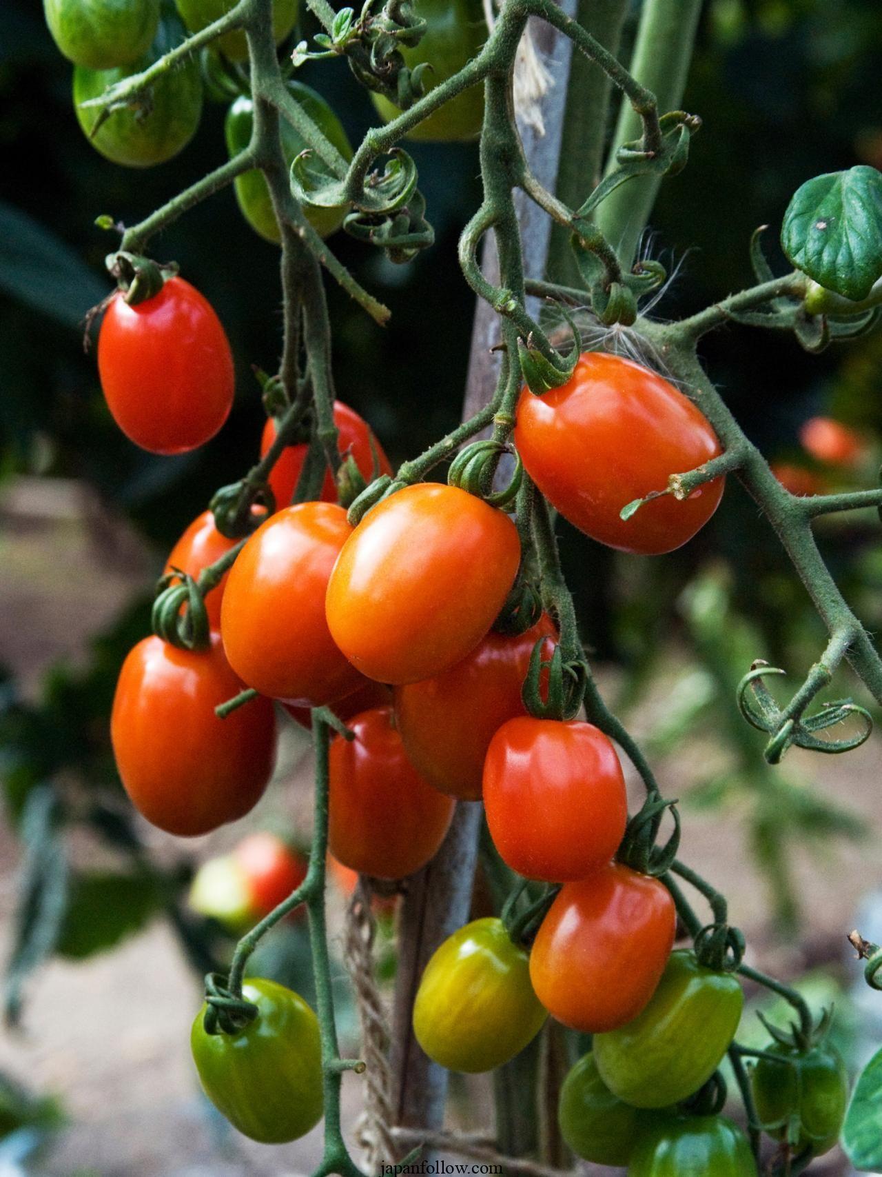 The best small tomato plants to grow