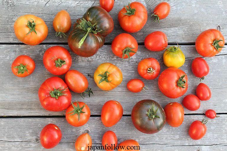 The best small tomato plants to grow 2