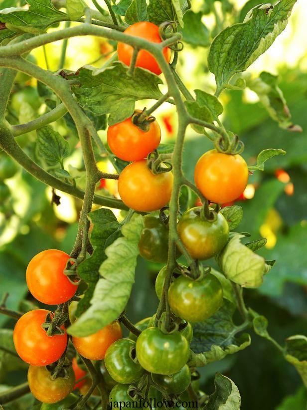 The best small tomato plants to grow 4