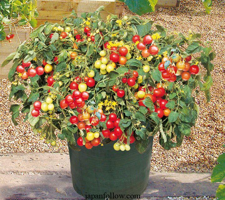 The best small tomato plants to grow 5