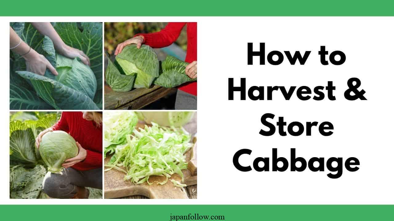 When to harvest cabbage for the best flavors and yield 2