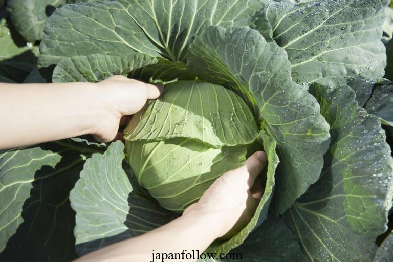 When to harvest cabbage for the best flavors and yield 3