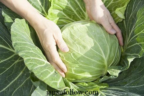 When to harvest cabbage for the best flavors and yield 4