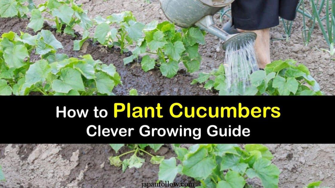 When to plant cucumbers: 4 options for a non-stop harvest 2