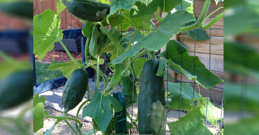 When to plant cucumbers: 4 options for a non-stop harvest 3