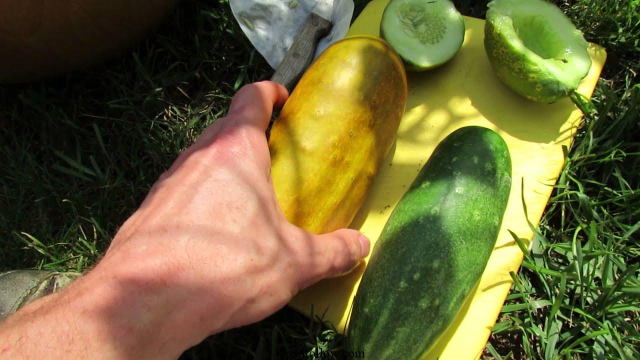 When to plant cucumbers: 4 options for a non-stop harvest 4